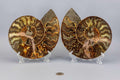 Ammonite Fossil Matched Pair Halves Root Chakra Stone