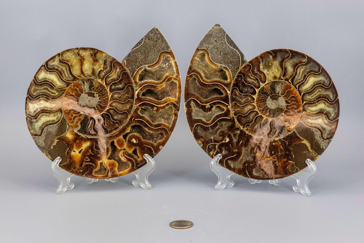 Ammonite Fossil Matched Pair Halves Root Chakra Stone